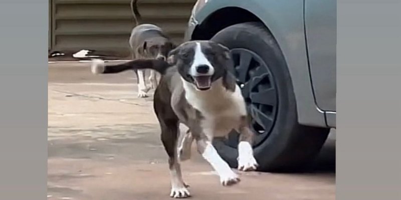 R$ 500 DE RECOMPENSA: Tutora procura por cão ‘Pirulito’ desaparecido em Porto Velho